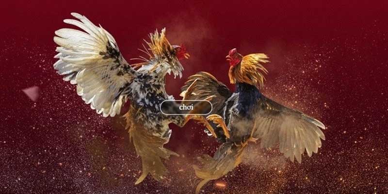 Kinh nghiệm đặt cược đá gà May88