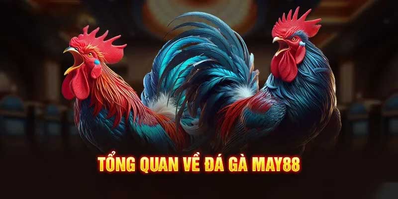 Tổng quan sảnh đá gà May88