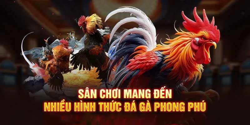 Ưu điểm tham gia đá gà May88